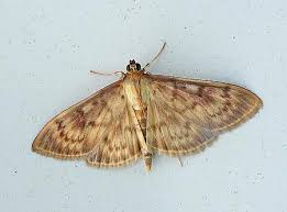 Attēlu rezultāti vaicājumam “Pleuroptya ruralis”