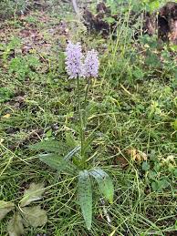 Attēlu rezultāti vaicājumam “Dactylorhiza cruenta leaf”