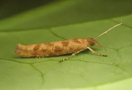 Attēlu rezultāti vaicājumam “Ypsolophidae”