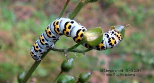 Attēlu rezultāti vaicājumam “Shargacucullia scrophulariae larva”