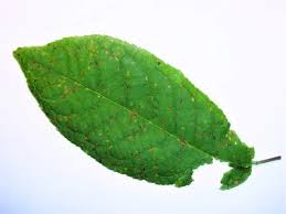 Attēlu rezultāti vaicājumam “Pucciniastrum areolatum”