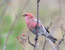 Attēlu rezultāti vaicājumam “Pinicola enucleator adult”