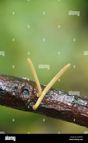 Attēlu rezultāti vaicājumam “Macrotyphula fistulosa var. contorta”