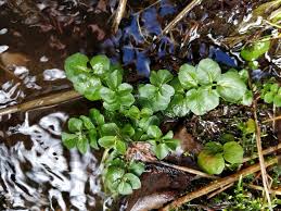 Attēlu rezultāti vaicājumam “Cardamine amara leaf”