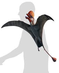 Attēlu rezultāti vaicājumam “Didymium serpula young”