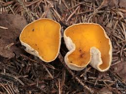 Attēlu rezultāti vaicājumam “Sowerbyella radiculata”