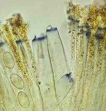 Attēlu rezultāti vaicājumam “Peziza vesiculosa”