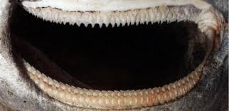 Image result for Somniosus pacificus