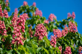 Attēlu rezultāti vaicājumam “Aesculus hippocastanum flower”