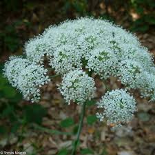 Attēlu rezultāti vaicājumam “Laserpitium latifolium bud”