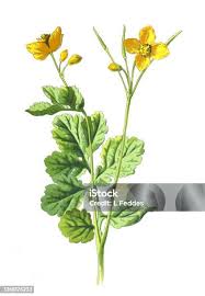 Attēlu rezultāti vaicājumam “Chelidonium majus”