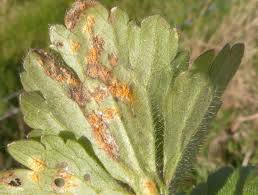 Attēlu rezultāti vaicājumam “Uromyces dactylidis”