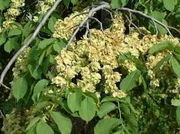 Attēlu rezultāti vaicājumam “Ulmus glabra”