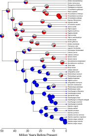 Image result for Pachymetopon grande