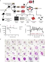 Attēlu rezultāti vaicājumam “Willkommlangea reticulata plasmodium”