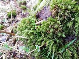 Attēlu rezultāti vaicājumam “Mnium hornum sporophyte”