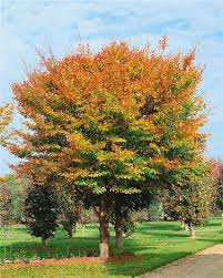 Attēlu rezultāti vaicājumam “Fagus sylvatica fo. laciniata”