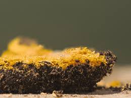 Attēlu rezultāti vaicājumam “Fuligo septica cf. septica spores”