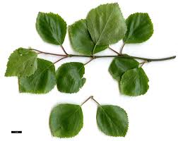 Attēlu rezultāti vaicājumam “Betula”