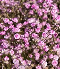 Attēlu rezultāti vaicājumam “Gypsophila fastigiata flower”