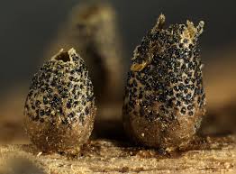 Attēlu rezultāti vaicājumam “Lycogala conicum”