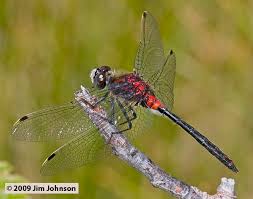Attēlu rezultāti vaicājumam “Leucorrhinia”