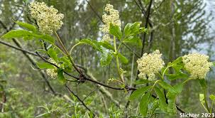 Attēlu rezultāti vaicājumam “Sambucus racemosa leaf”