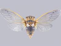 Attēlu rezultāti vaicājumam “Sorex sp.”