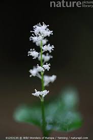 Attēlu rezultāti vaicājumam “Maianthemum bifolium flower”