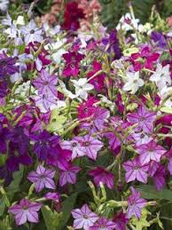 Image result for Nicotiana x sanderae `Perfume`F1