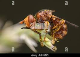 Attēlu rezultāti vaicājumam “Sicus ferrugineus”