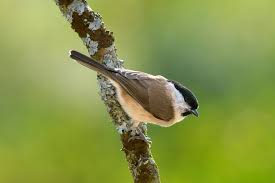 Attēlu rezultāti vaicājumam “Poecile palustris adult”