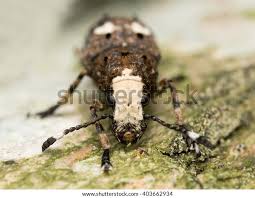 Attēlu rezultāti vaicājumam “Platystomos albinus”