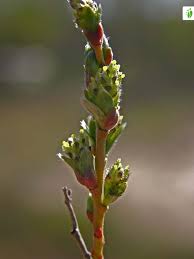 Attēlu rezultāti vaicājumam “Salix repens subsp. rosmarinifolia fruit”