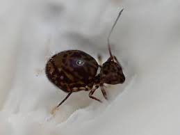 Attēlu rezultāti vaicājumam “Ptenothrix sp.”