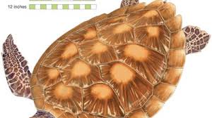 Image result for Lepidochelys kempii