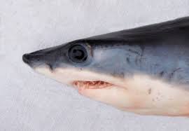 Image result for Isurus oxyrinchus