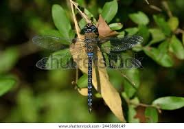 Attēlu rezultāti vaicājumam “Aeshna mixta”