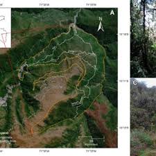 Attēlu rezultāti vaicājumam “Comatricha alta stalked”