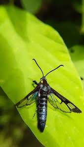 Attēlu rezultāti vaicājumam “Sesiidae”