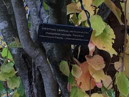 Attēlu rezultāti vaicājumam “Hamamelis vernalis leaf”