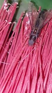 Attēlu rezultāti vaicājumam “Lymexylidae”