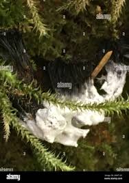 Attēlu rezultāti vaicājumam “Stemonitis marjana macro”