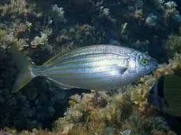 Image result for Sarpa salpa