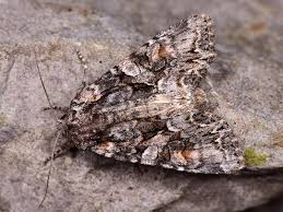 Attēlu rezultāti vaicājumam “Lacanobia contigua”