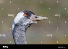 Attēlu rezultāti vaicājumam “Grus grus adult”