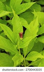 Attēlu rezultāti vaicājumam “Scopolia carniolica leaf”