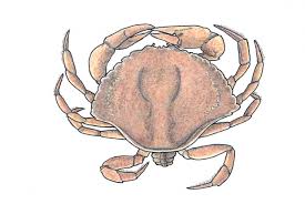 Image result for Cancer irroratus