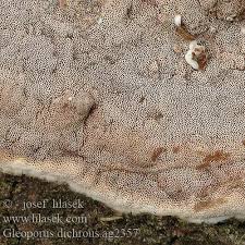 Attēlu rezultāti vaicājumam “Gloeoporus dichrous”