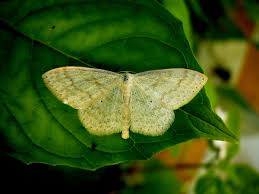 Attēlu rezultāti vaicājumam “Scopula floslactata”